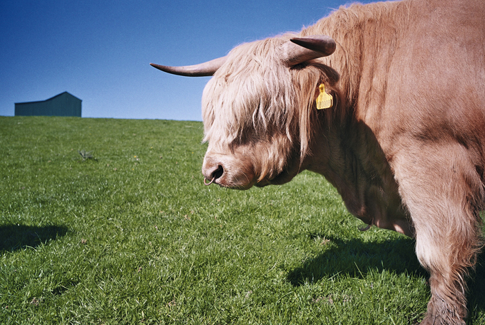 Highland Cattle: Foreign Bodies, Nomadic Village May 2012