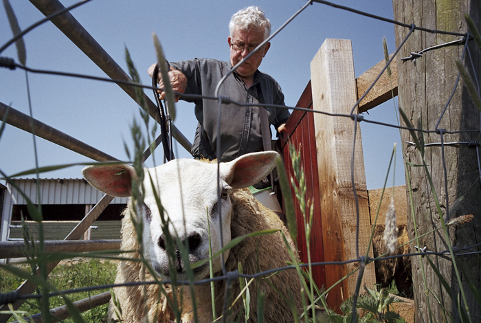 Texel Sheep: Foreign Bodies, Nomadic Village, May 2012