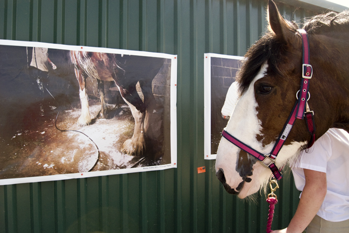 Horse Power; 2011 Installation @ Area 2 Clydesdale Show