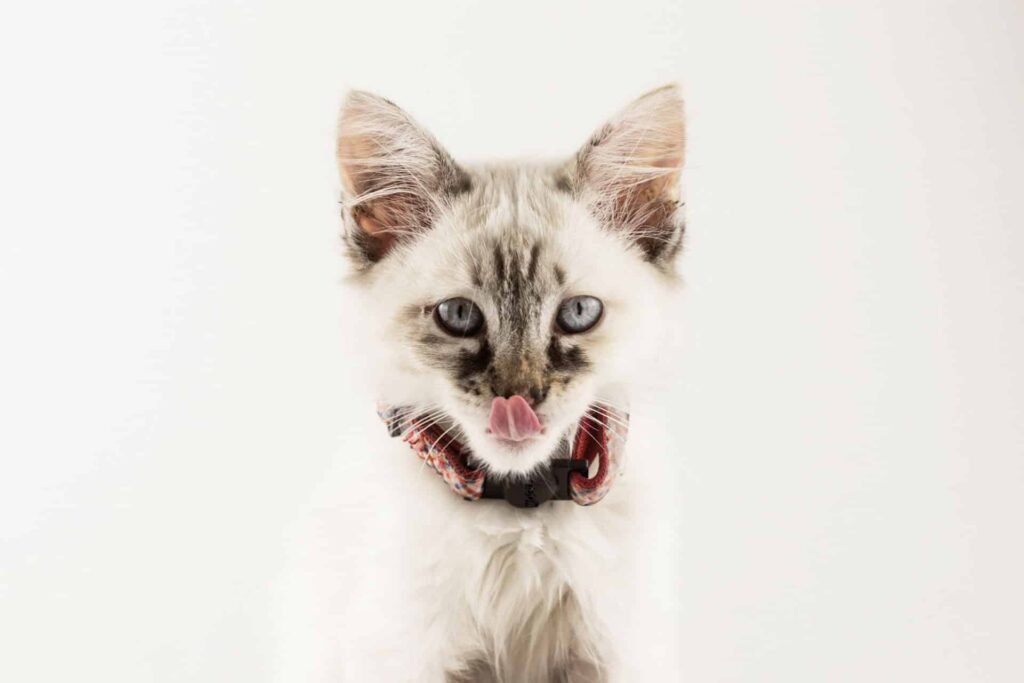 Kitty